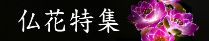 仏花特集